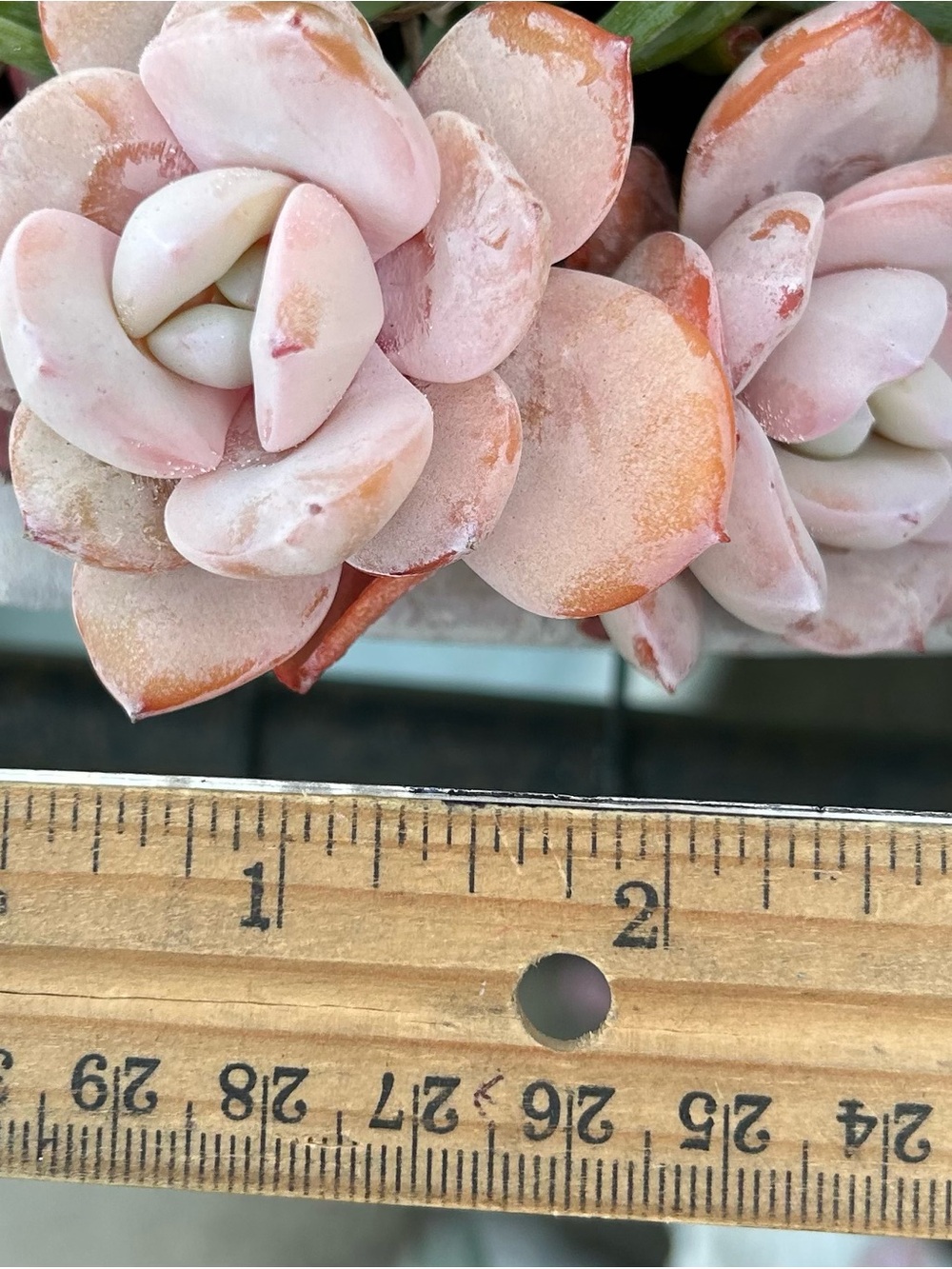 Imported Echeveria Tiramisu Succulent